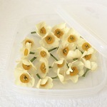 水仙　ドライフラワー　花材