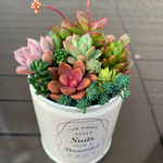 多肉植物　寄せ植え　リメイク缶1♪
