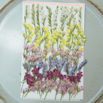 押し花スターチス