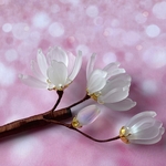 白木蓮のかんざし 木の一本簪