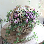 【魔女の花】アデールとシャルロットの花束植えバスケット