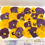 ♡new♡送料無料 ☆ビオラ☆ 押し花セット