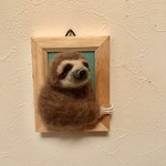ナマケモノの額