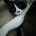 rakutennka 様専用♥️猫用ハンモック