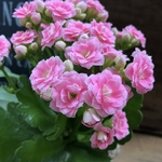 クララ♡豪華なバラ咲き♡カランコエ♡多肉植物