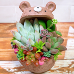 くまちゃん寄せ植え