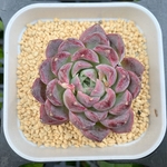 タスマニア　韓国苗　多肉植物