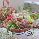 多肉植物寄せ植え　母の日