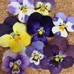 E19☆ビオラ【mix30枚】ドライフラワー