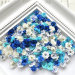 【blue paradise♡】かすみ草ドライフラワー...♪*ﾟNo.75