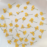 菜の花　春　押し花　黄色　押し花アート対応　小花