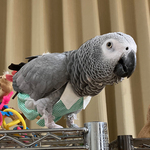 ギャザースカート「コスプレ　鳥さんのおしめ」
