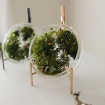 MOSS glassdish 苔の箱庭