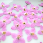 押し花素材　ボロニヤ