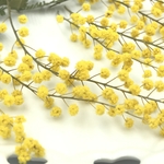 ＊再…販＊ミモザC2023＊<ドライフラワー>