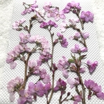 サクラの押し花　啓翁桜①