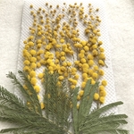 ミモザの押し花⑤