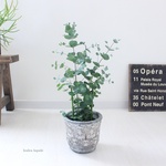 ＜ユーカリ グニー＞　現品