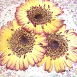 ♡new♡作家様必見♡ 人気のガーベラがいっぱい♡ 押し花セット