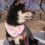 バンダナシュシュ(桜🌸)