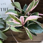 リップカラー♡入荷♡ホヤ♡ピンクの観葉植物