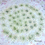 ♡new♡作家様必見♡ ♡レースフラワー 押し花♡