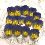 国産ビオラの押し花 グラデーションイエローブルー