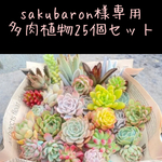 多肉植物　カット苗&抜き苗　25個セット