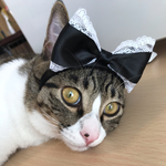ペット用リボンカチューシャ♡黒♡