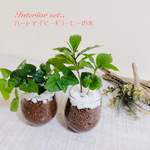 インテリアset  『ハートアイビー&コーヒーの木』ラウンドグラス　ハイドロカルチャー　観葉植物　インテリア　母の日