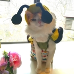 猫のみつばちちゃん