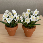 水仙　7  と 8