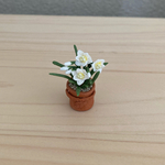 ミニテラコッタ鉢　水仙　10
