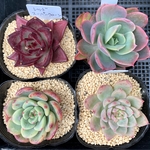 寄せ植えお買い得4点セット❷   韓国苗　多肉植物