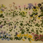 押し花素材 ピンク雪柳他春の小花セット　💐