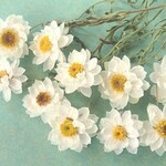 【花かんざしのドライフラワー　茎つき10本】