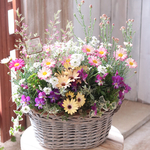 春のお花のふんわりバスケット花束植え