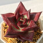 【㊸　アガボイデス　シリウス　エケベリア】♡韓国苗♡多肉植物