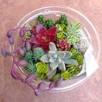 多肉植物セダムカット苗カップ