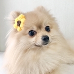長毛犬用 向日葵のバレッタ