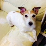 littlexlightさま専用ページ