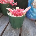 多肉植物　もみじ祭り