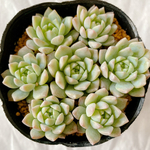 多肉植物　プロリフェラ　7苗