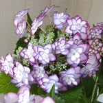 星の形♡紫陽花♡ひな祭り♡八重咲き♡パープル♡5号鉢♡