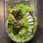 苔テラリウム　LEDライト蓋付き 苔生す磐座
