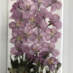 桜(河津)（R4)