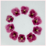 天然押し花素材　No.39