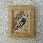 色鉛筆画　「アカゲラ」　（原画・額入り）