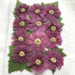 サイネリアの押し花　エンジ