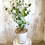 届いてすぐ飾れる　ユーカリ ポポラス　高さ68cm シンボルツリーにも　観葉植物からリラックス効果を♪ ブリキポット植え　　届いた日から飾れます